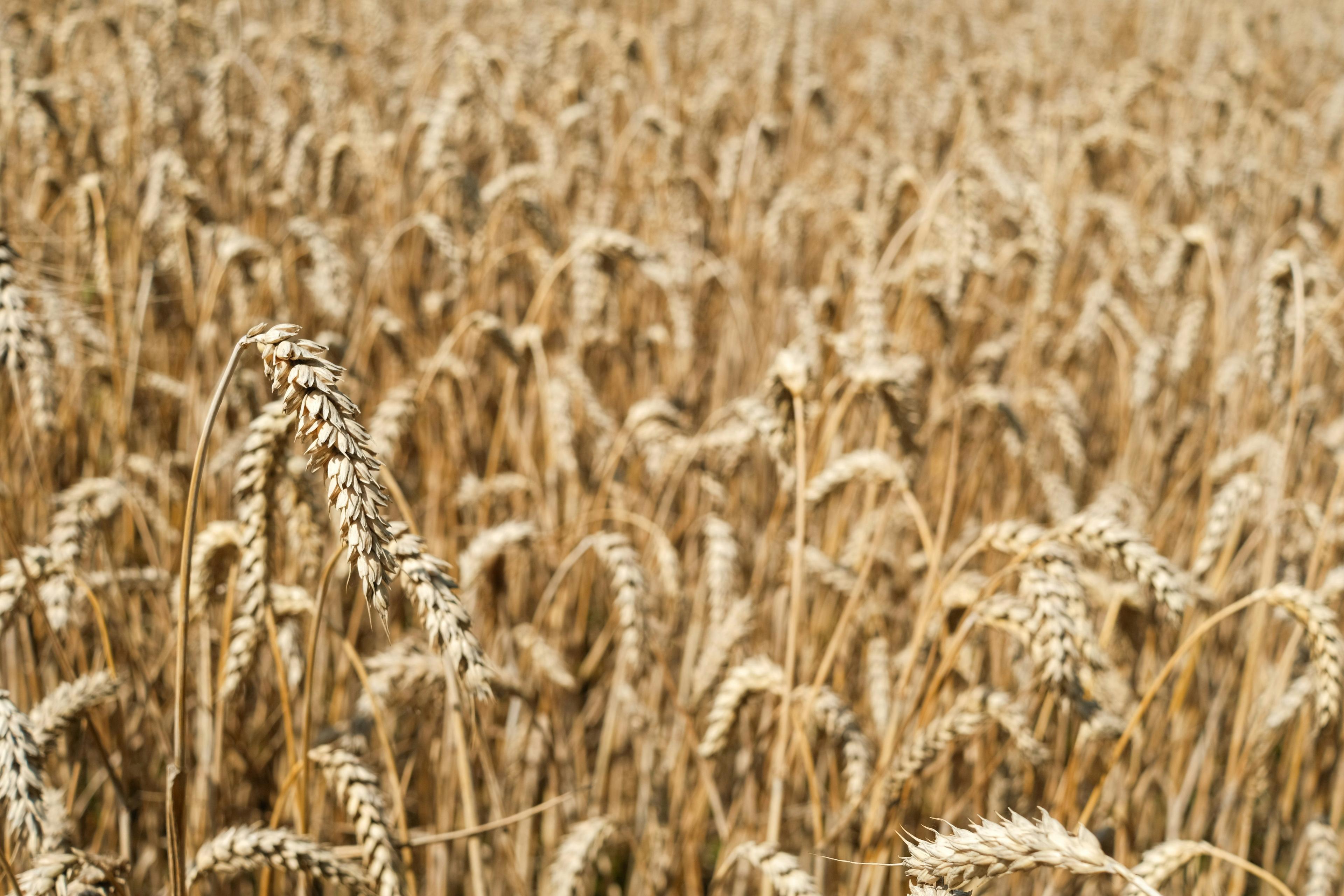 Agricultural & Food
