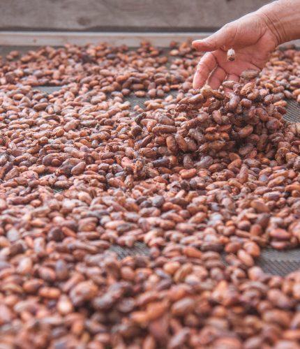 Cocoa Products