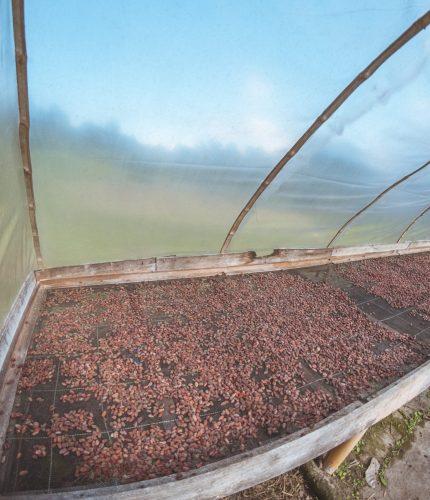 Cocoa drying