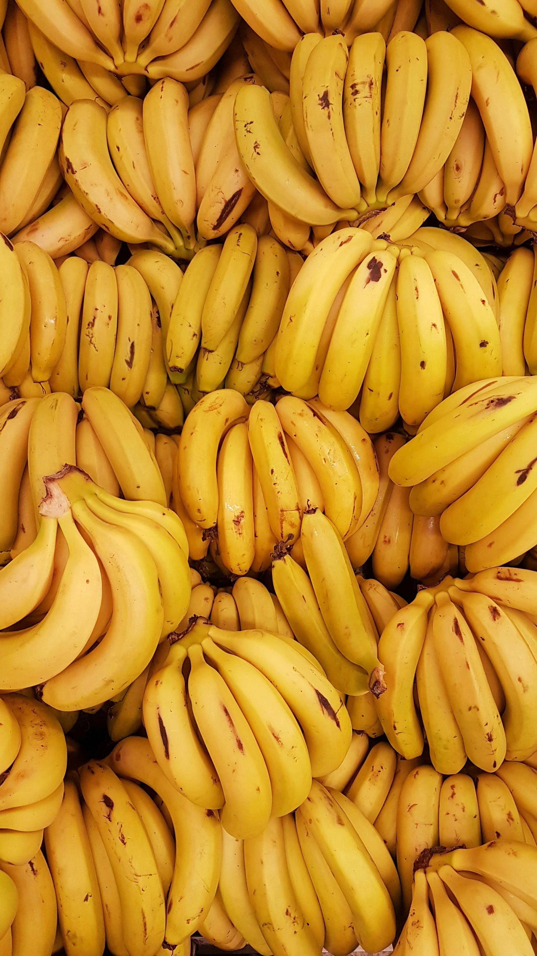 Cavendish Banana